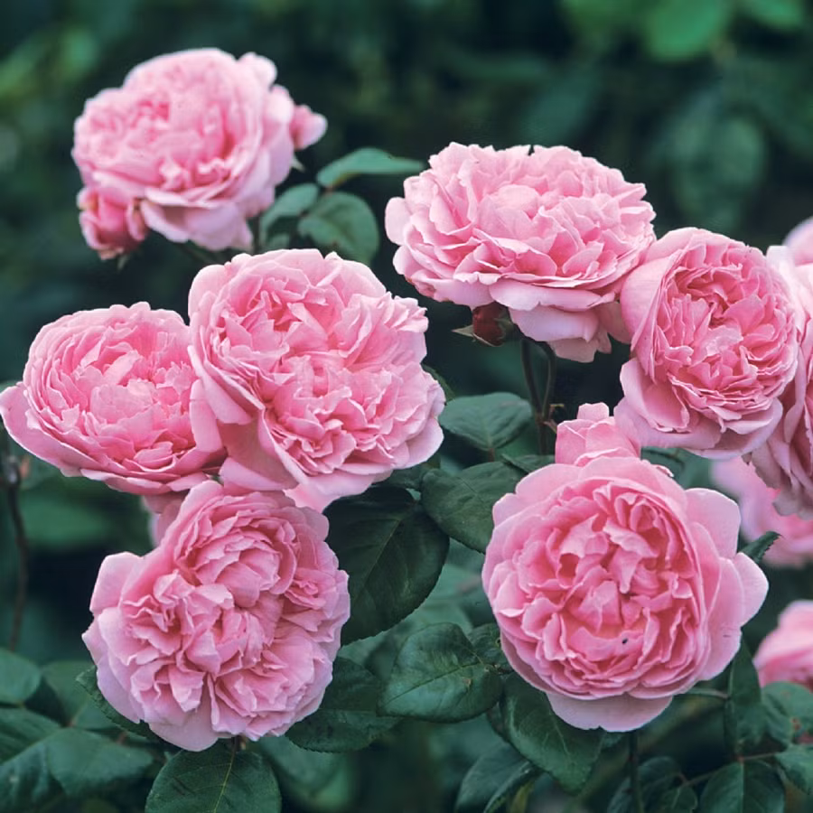 Những giống hoa hồng ngoại đẹp mê mẩn lại cực dễ trồng ở Việt Nam