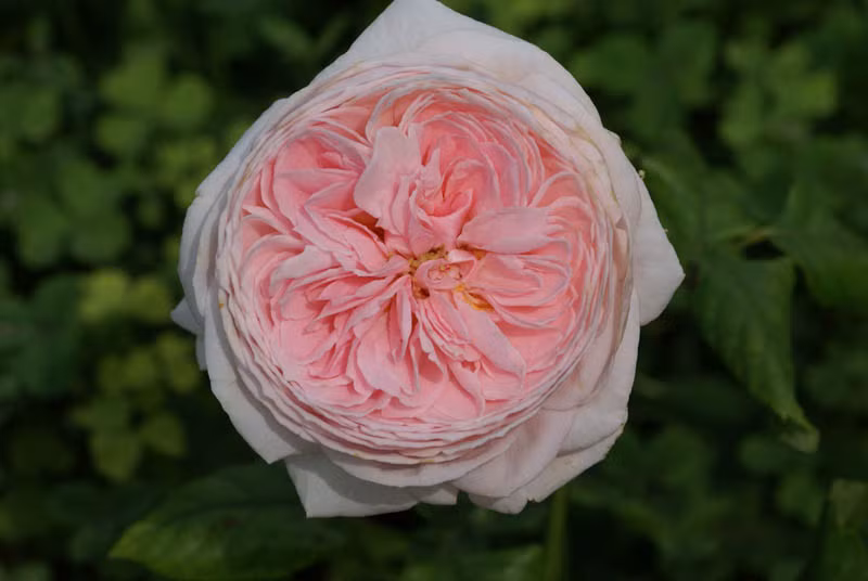 Những giống hoa hồng ngoại đẹp mê mẩn lại cực dễ trồng ở Việt Nam ảnh 7