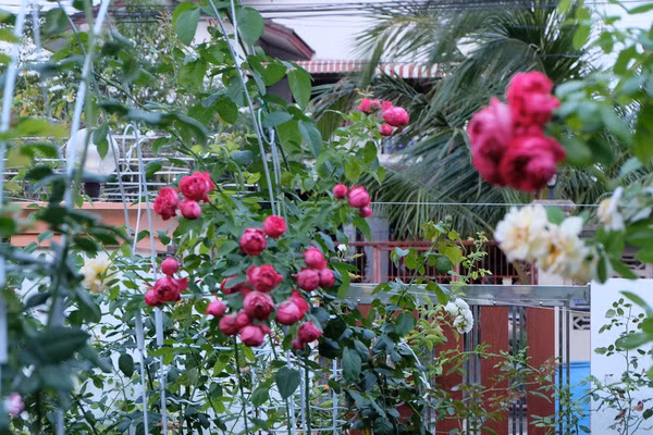 hoa hồng ngoại 10