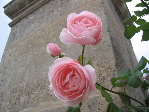 hoa hồng ngoại 5.