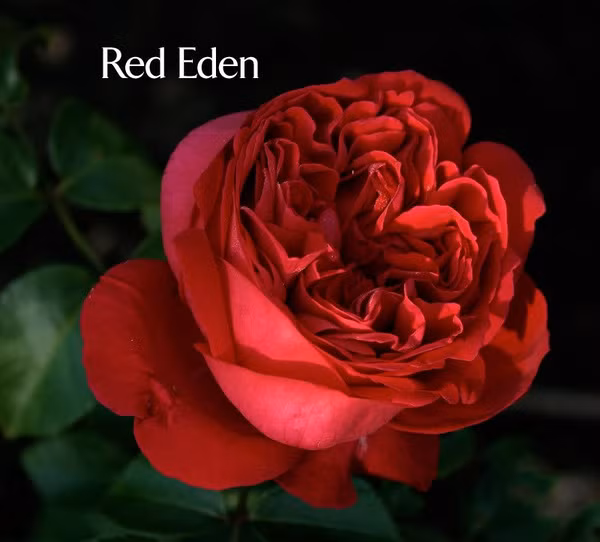 hoa hồng ngoại 11