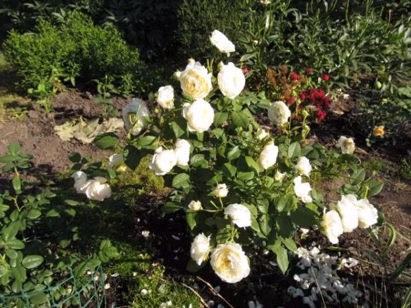 hoa hồng ngoại 3