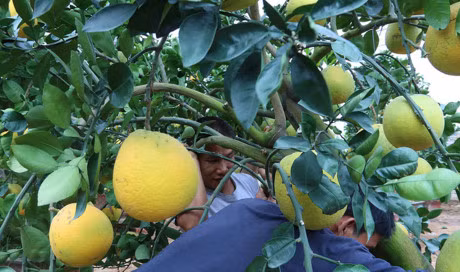 Buoi canh gia hang chuc trieu dong chuan bi don Tet - Anh 6