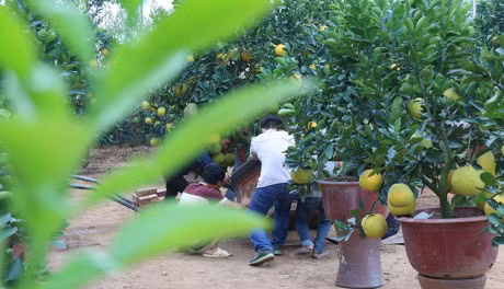 Buoi canh gia hang chuc trieu dong chuan bi don Tet - Anh 3