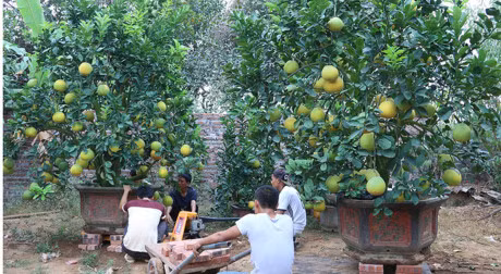 Buoi canh gia hang chuc trieu dong chuan bi don Tet - Anh 1