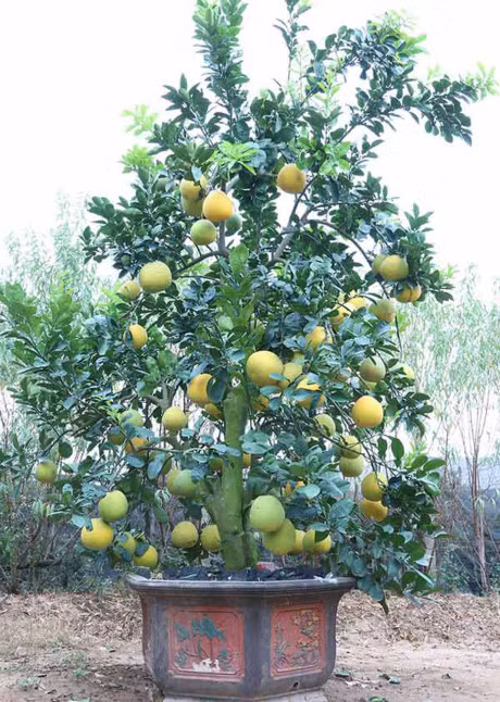 Buoi canh gia hang chuc trieu dong chuan bi don Tet - Anh 4