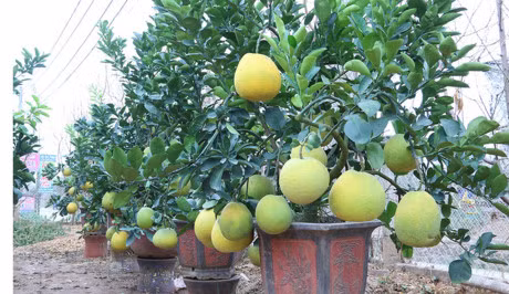 Buoi canh gia hang chuc trieu dong chuan bi don Tet - Anh 2