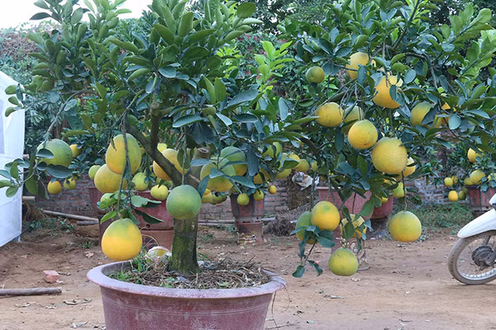 Bưởi cảnh giá hàng chục triệu đồng chuẩn bị đón Tết