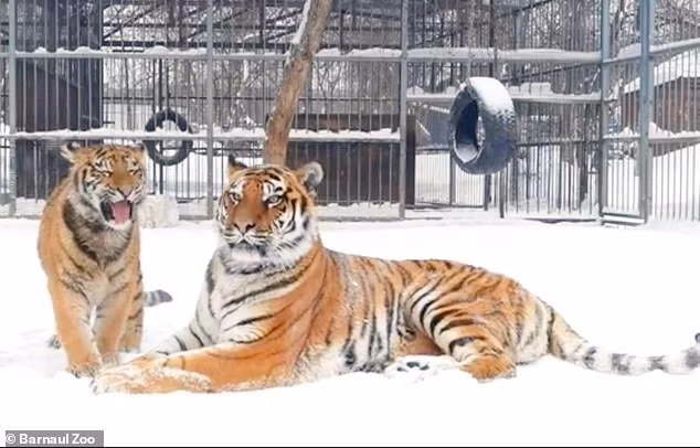 Hổ con chơi đùa cùng hổ mẹ bên trong vườn thú.