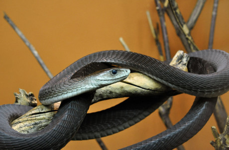 Huyết chiến kinh hoàng giữa Mamba đen và cầy Mangut - Ảnh 3 Huyet chien kinh hoang giua Mamba den va cay Mangut - Anh 3
