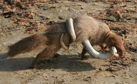 Huyết chiến kinh hoàng giữa Mamba đen và cầy Mangut - Ảnh 6 Huyet chien kinh hoang giua Mamba den va cay Mangut - Anh 6