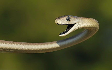 Huyết chiến kinh hoàng giữa Mamba đen và cầy Mangut - Ảnh 4 Huyet chien kinh hoang giua Mamba den va cay Mangut - Anh 4