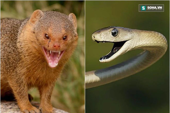 Huyết chiến kinh hoàng giữa Mamba đen và cầy Mangut