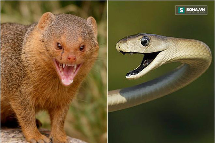 Huyết chiến kinh hoàng giữa Mamba đen và cầy Mangut