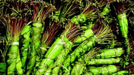 Lá Khát mới xuất hiện tại Việt Nam độc hơn ma túy thông thường 500 lần - Ảnh 2 La Khat moi xuat hien tai Viet Nam doc hon ma tuy thong thuong 500 lan - Anh 2