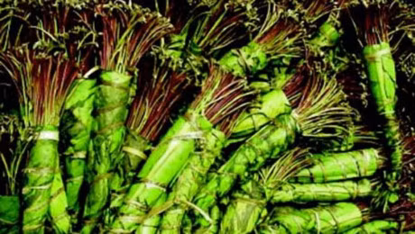 La Khat moi xuat hien tai Viet Nam doc hon ma tuy thong thuong 500 lan - Anh 2