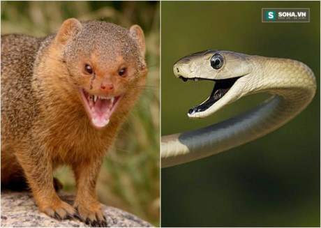 Huyết chiến kinh hoàng giữa Mamba đen và cầy Mangut - Ảnh 2 Huyet chien kinh hoang giua Mamba den va cay Mangut - Anh 2