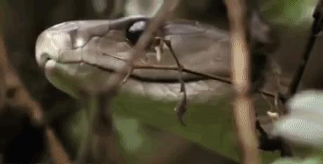 Huyết chiến kinh hoàng giữa Mamba đen và cầy Mangut - Ảnh 1 Huyet chien kinh hoang giua Mamba den va cay Mangut - Anh 1