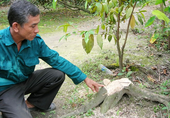 Sui gia bất hòa khiến án mạng xảy ra bắt nguồn từ cây bưởi bị cưa mất. Sui gia bất hòa khiến án mạng xảy ra bắt nguồn từ cây bưởi bị cưa mất.