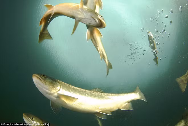 Ngất ngây vẻ đẹp huyền ảo, hoang sơ của hồ nước khi băng tan ảnh 4