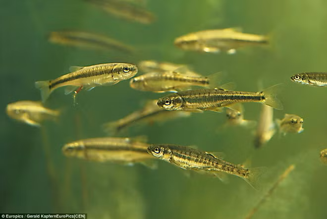 Ngất ngây vẻ đẹp huyền ảo, hoang sơ của hồ nước khi băng tan ảnh 8