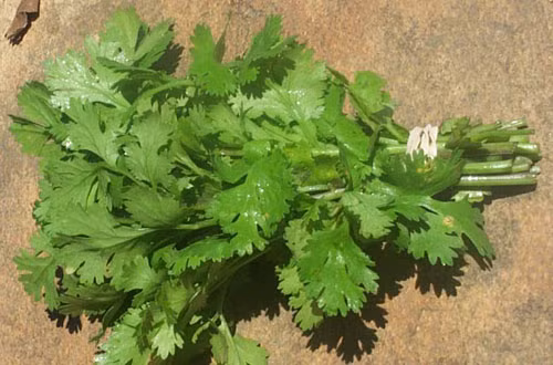 Rau mùi trị môi thâm hiệu quả