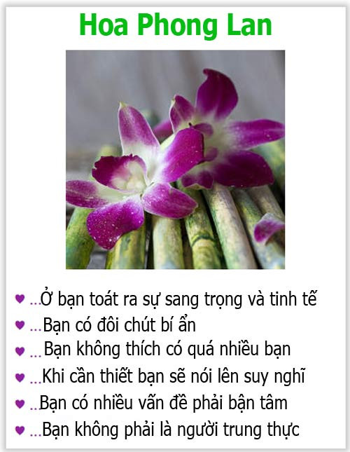 Loài hoa yêu thích tiết lộ gì về tính cách của bạn? - 5