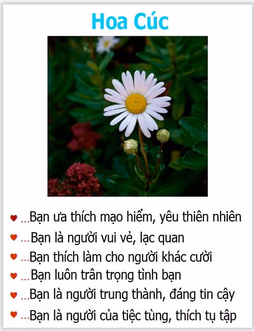 Loài hoa yêu thích tiết lộ gì về tính cách của bạn? - 2