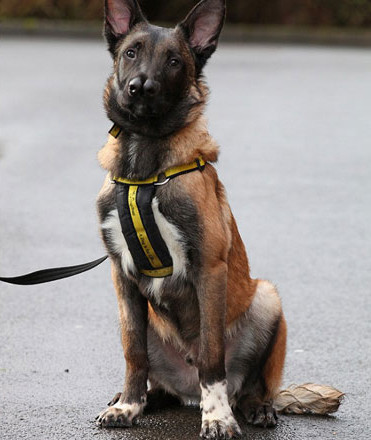 Các nhân viên cho rằng Snuffles là chú chó hoàn hảo để được huấn luyện