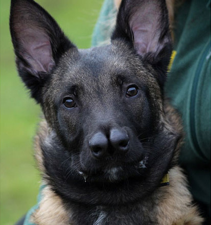 Mới 4 tháng tuổi, nhưng chú chó nhỏ đã phải “chuyển nhà” 4 lần