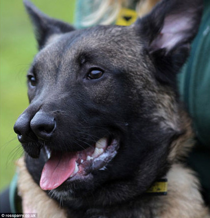 Chú chó Snuffles với hai chiếc mũi kỳ lạ của mình