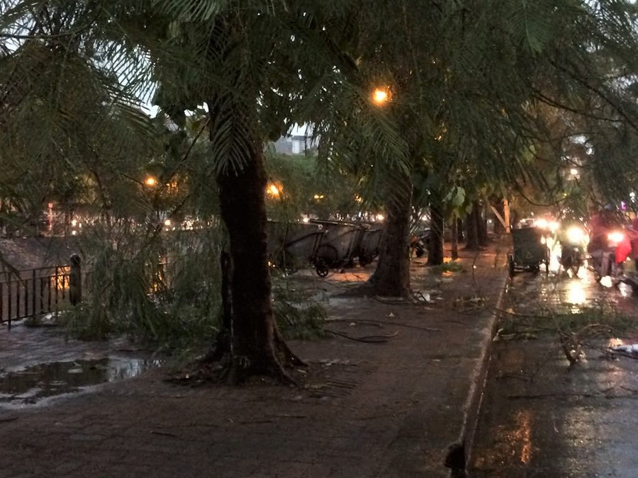 Một số cành cây bị gãy sau cơn mưa