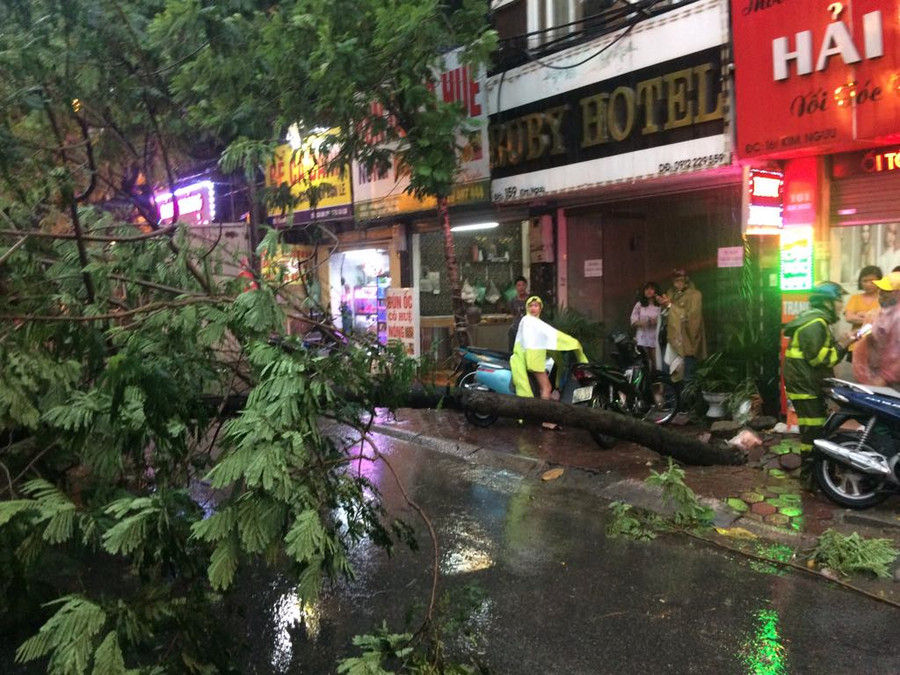 Cây đổ chắn ngang đường sau cơn mưa lớn