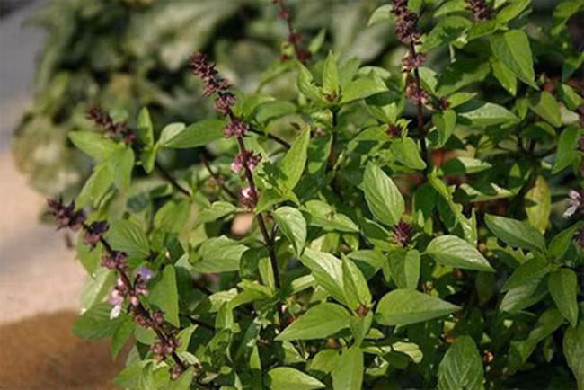 Lá húng quế có nhiều tác dụng đối với sức khỏe