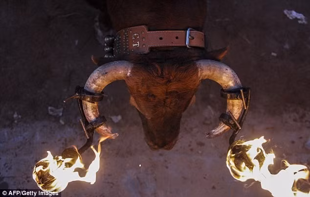 Bò tót sừng lửa đuổi người trong lễ hội ở Tây Ban Nha