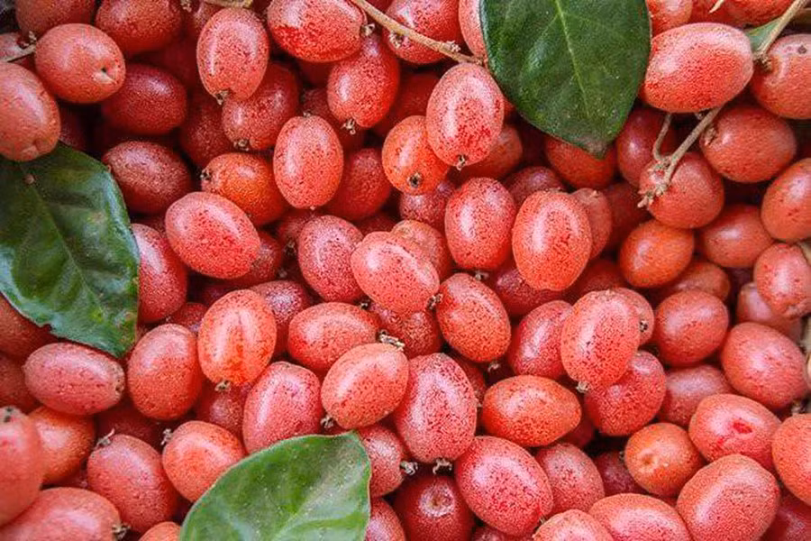 Cây nhót mọc phổ biến ở các tỉnh miền Bắc, ra quả và chín rộ và cuối xuân. Bởi thể, nhót được coi là thức quả gọi hè.