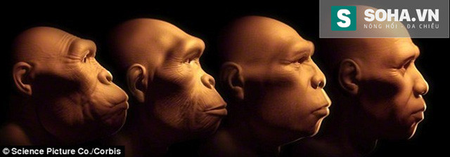  Các trạng thái tiến hóa từ trái qua phải của con người :Australopithecus, Homo habilis, Homo erectus and Homo sapiens. 