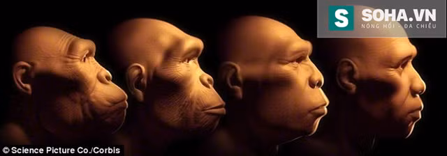  Các trạng thái tiến hóa từ trái qua phải của con người :Australopithecus, Homo habilis, Homo erectus and Homo sapiens. 