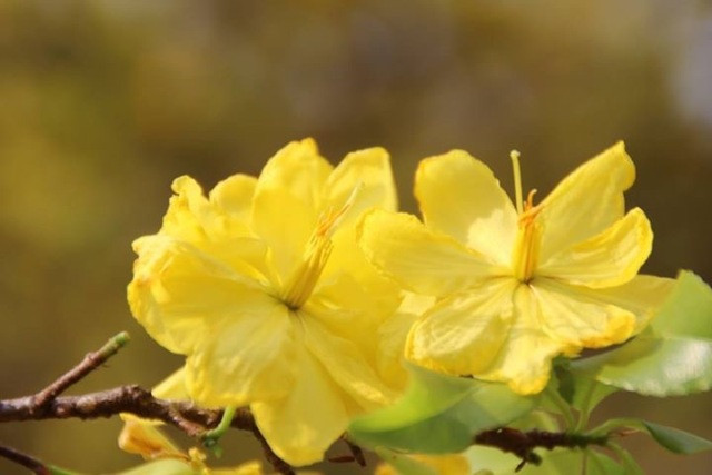 Những cánh hoa mai mỏng, nhưng chắc, tỏa sắc vàng hươm và rất lâu mới tàn.