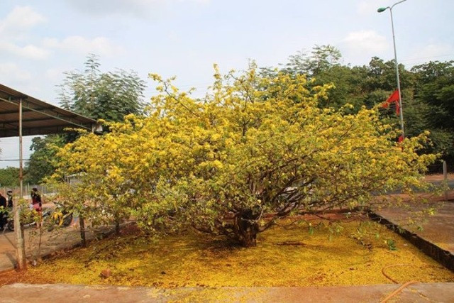 Theo chủ nhân, cây mai trên đã được một đại gia trả giá 5 tỷ đồng, nhưng anh Thạnh vẫn không bán. Vì theo anh Thạnh, gốc mai không chỉ là kỷ niệm, còn là người bạn gắn bón với gia đình anh hơn 30 năm qua. Gốc mai còn là biểu tượng cho sự sung túc, khá giả... Giờ, cây mai trở thành điểm đến, niềm vui cho moi người khi ngang qua vùng đất này, nên nó trở nên vô giá.