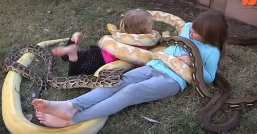 Kinh hoàng người cha cho con chơi với trăn và rắn - Ảnh 1 Kinh hoàng người cha cho con chơi với trăn và rắn - Ảnh 1
