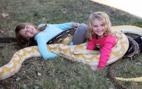 Kinh hoàng người cha cho con chơi với trăn và rắn - Ảnh 2 Kinh hoàng người cha cho con chơi với trăn và rắn - Ảnh 2