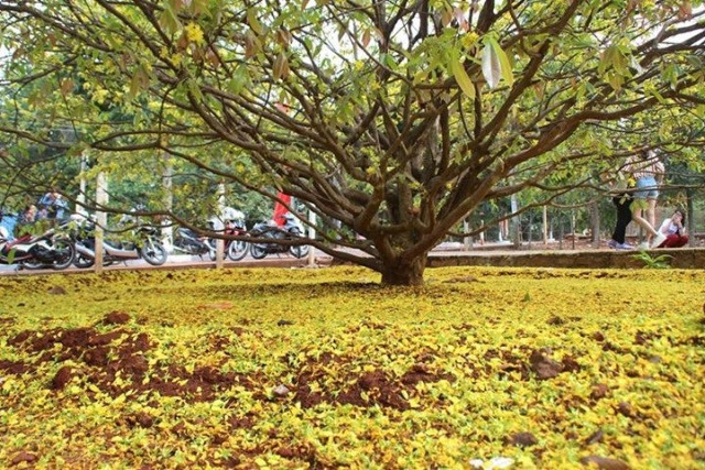Sau hơn 10 ngày Tết, trên nền đất vườn là một thảm hoa mai vàng.