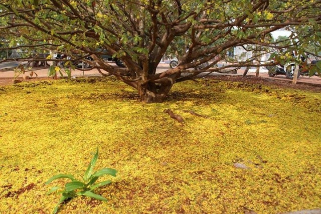 Theo anh Thạnh, cây mai được cha anh là ông Trần Công Định (sinh 1935) mua về trồng từ năm 1984. Ban đầu là một cây mai nhỏ dị dạng, không có ngọn. Ông Định trồng trong chậu, sau một năm, bứng ra trồng ngay giữa vườn, trước nhà, cho đến hôm nay.