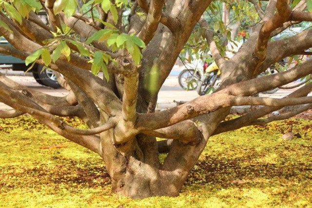 Sau hơn 30 năm, gốc cây mai đã phát triển rất khỏe. Thân rộng một người ôm không hết, phía trên đâm tủa ra nhiều nhánh, cành...