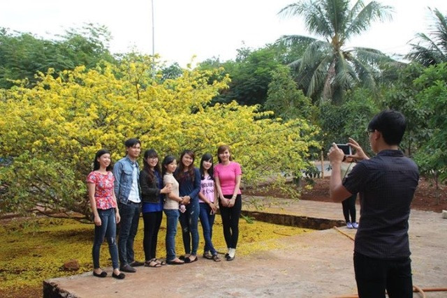 Đặc biệt, trong dịp Tết Bính Thân 2016 vừa qua, cây mai khủng trên đã nở rộ hoa vàng rộm cả sân nhà. Cây mai nở trong những ngày xuân đã thu hút hàng ngàn người đổ về chiêm ngưỡng, chụp hình bên gốc mai.