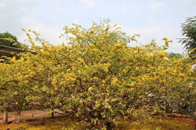 Tán cây mai tỏa rộng rợp bóng cả một góc sân vườn. Mỗi mùa Tết về, vào những ngày tháng Chạp giáp năm, anh Thạnh lại phải thuê 5 người lặt lá để chuẩn bị cho cây mai trổ hoa đúng vào những ngày tết.