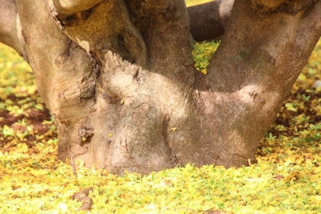 Cận cảnh gốc mai khủng