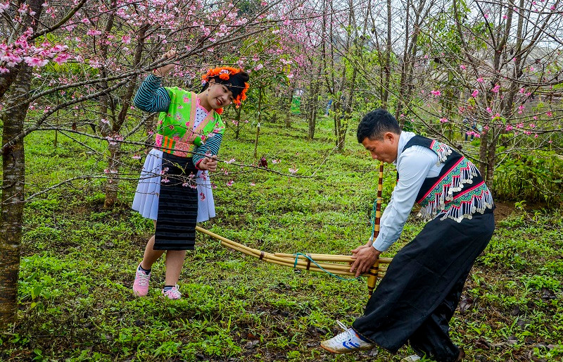 Bên gốc hoa anh đào Nhật Bản, chàng trai, cô gái đồng bào Mông bản địa thỏa sức vui xuân, tạo nên khung cảnh vừa lạ lẫm, vừa cuốn hút.