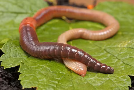 5 su that thu vi chang ai hay ve loai vat duoc menh danh la 